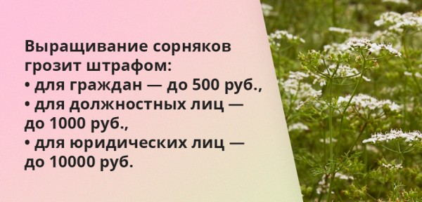 Новые штрафы для дачников в 2024 году